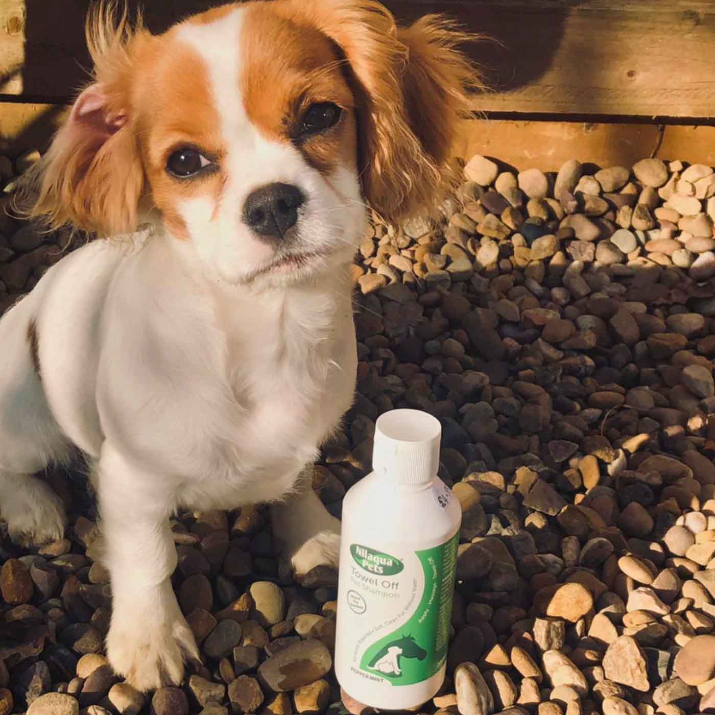 Nilaqua Peppermint Natural Flea & Tick Repellent Pet Shampoo - No Rinse Dog & Cat Wash for Easy Bathing at Home or Travel