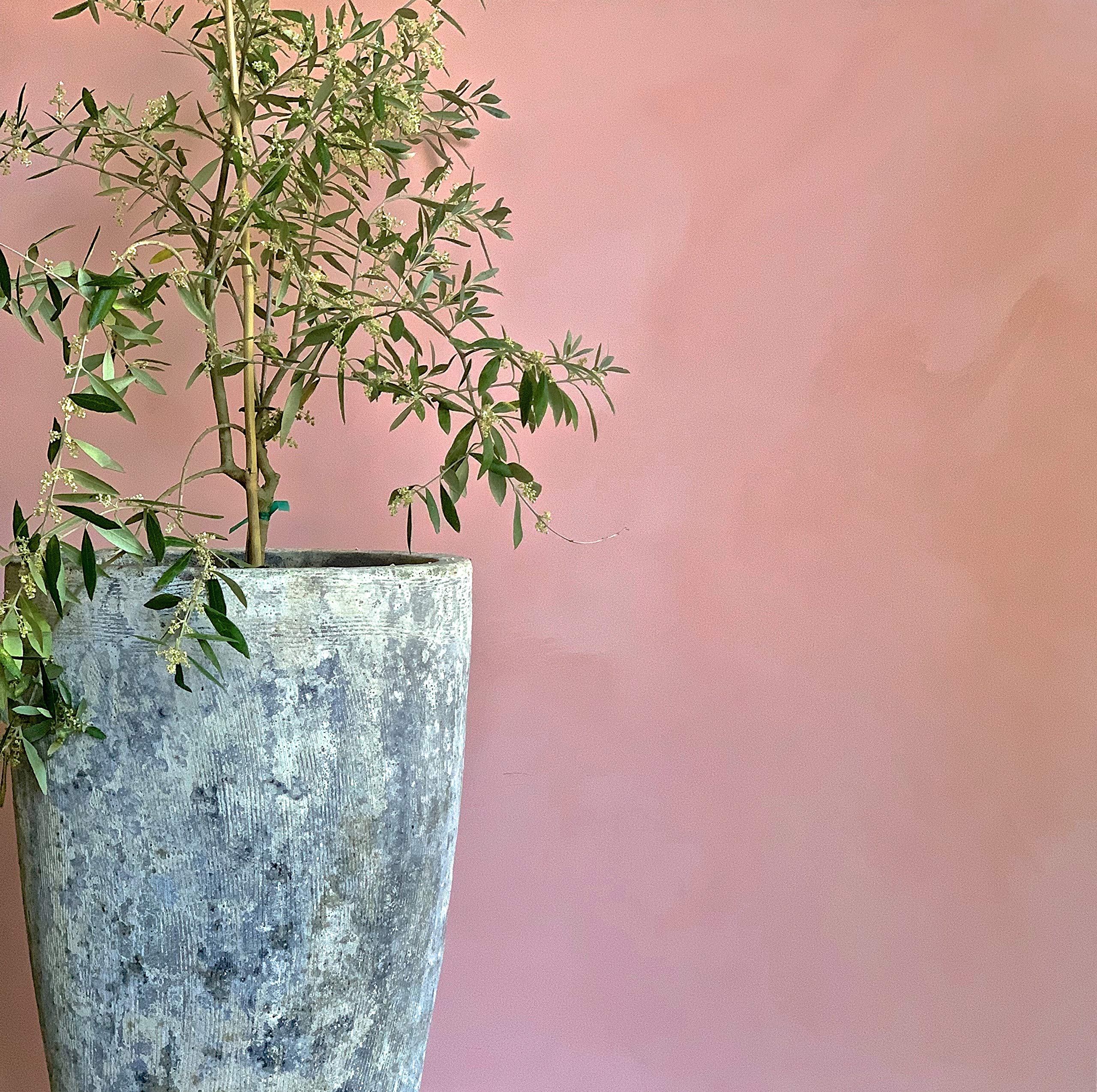 Color Atelier Lime Paint - 5 Gallon, Vendôme Beige - Premium Eco-Friendly Interior & Exterior Wall Paint for Home, Office & Commercial Spaces