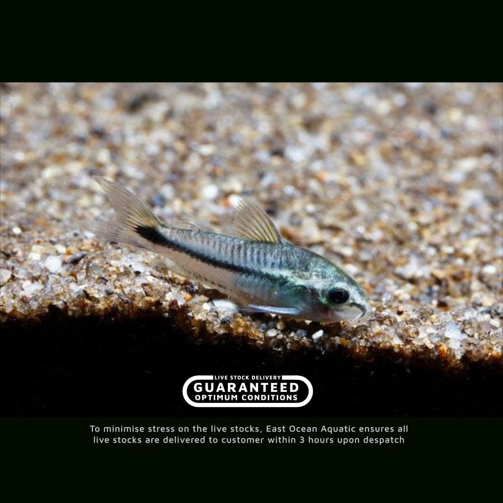 Pygmy Corydoras (5 Pack) - Tiny Peaceful Freshwater Aquarium Fish for Nano Tanks & Community Aquariums