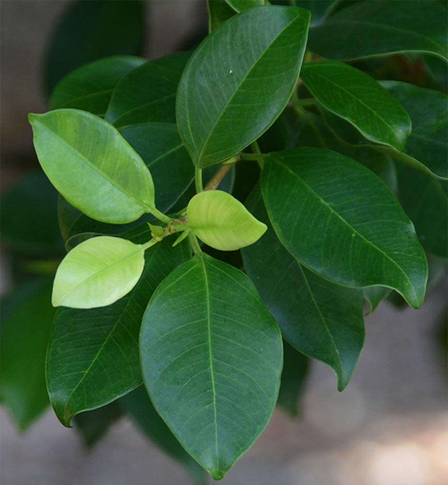 Ficus Ginseng Bonsai Tree - 4 Year Old Live Plant in 6