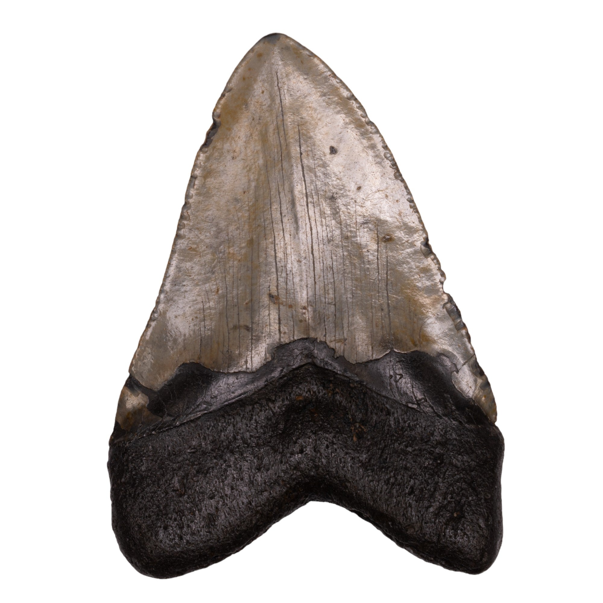 Genuine Megalodon Shark Tooth Fossil - Authentic Collector's Specimen for Home Decor, Jewelry Making & Educational Display