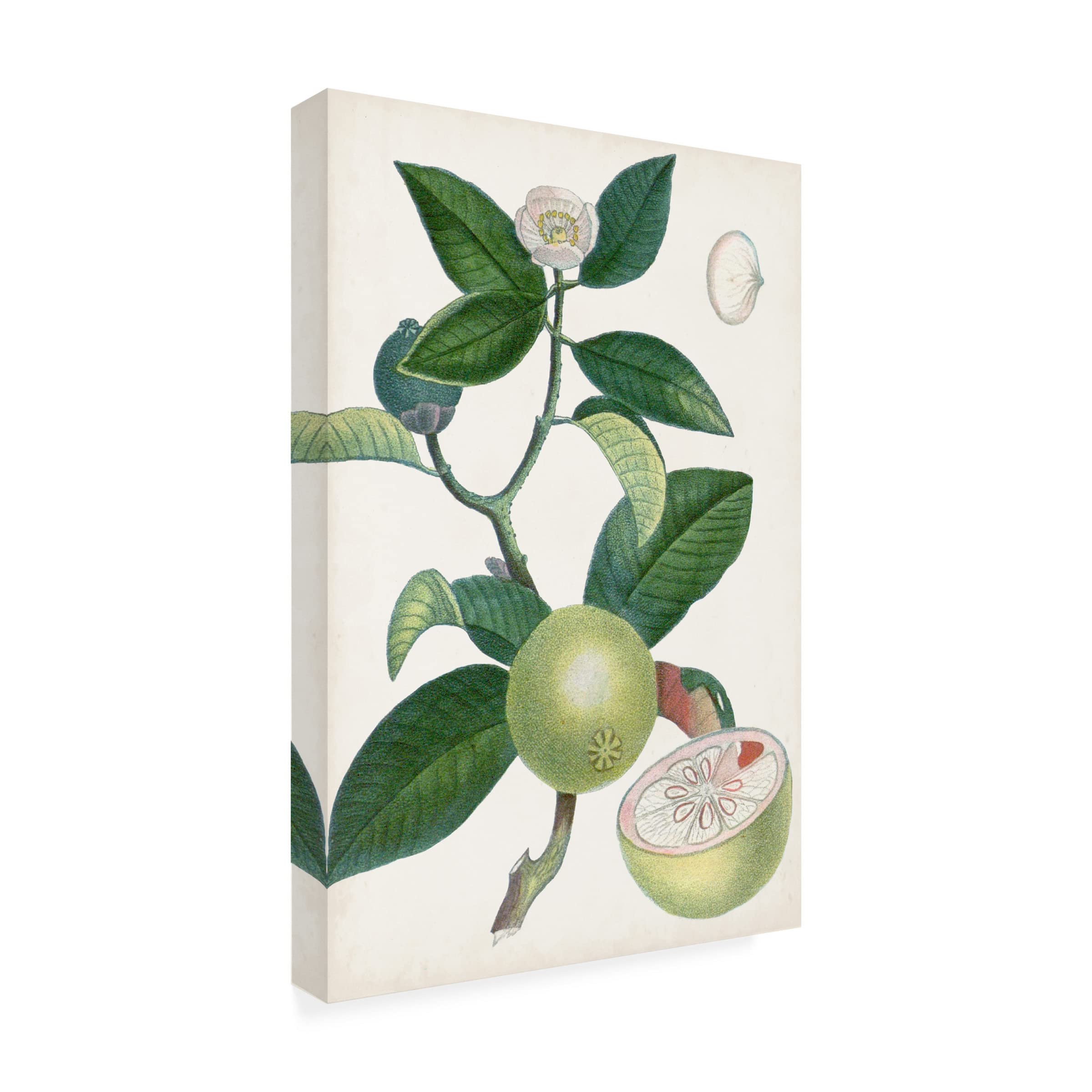 Trademark Fine Art 'Turpin Tropical Fruit XI' Canvas Wall Art Print - Vibrant Tropical Fruit Painting for Home, Office & Restaurant Decor