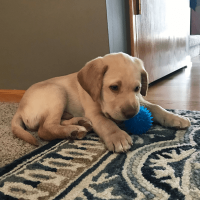 Gnawsome Small Squeak and Light Ball - Interactive Dog Toy for Small Breeds, Chew-Resistant Puppy Toy with Squeaker & LED Light - Perfect for Indoor Play, Training & Teething Relief