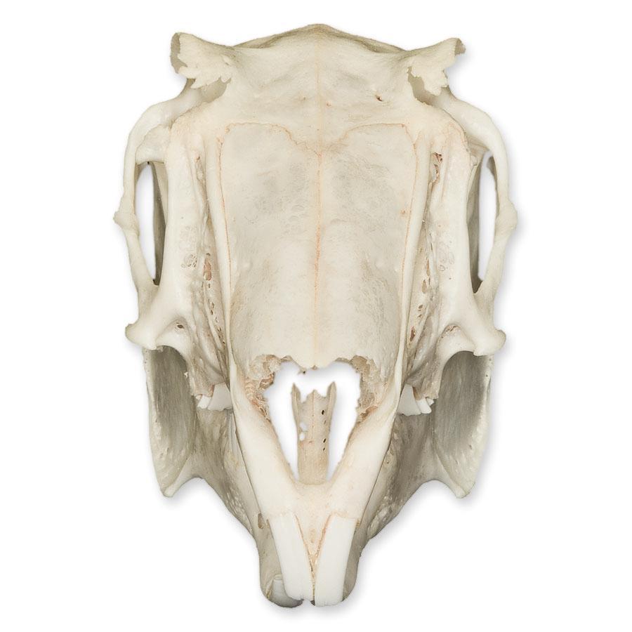 Authentic Predator and Prey Animal Skull Set - Fox, Rabbit & Owl Skulls for Science Education, Home Decor & Gothic Collections