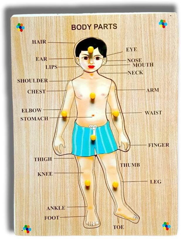 Wooden Human Body Parts Puzzle with Knobs - Educational Learning Toy for Kids & Toddlers - Montessori Anatomy Teaching Aid - Great for Homeschooling & Preschool Classroom Activities (Multicolor)