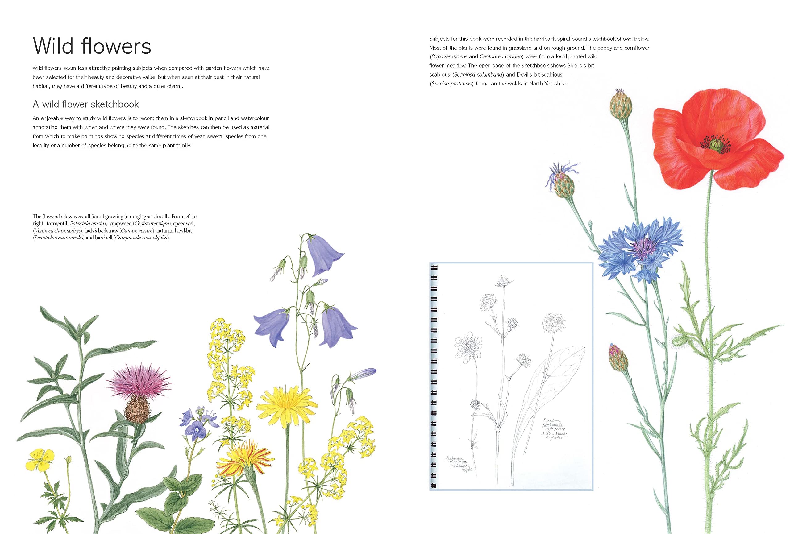 The Kew Book of Botanical Illustration: A Guide to Drawing and Painting Plants - Perfect for Artists, Gardeners, and Nature Enthusiasts