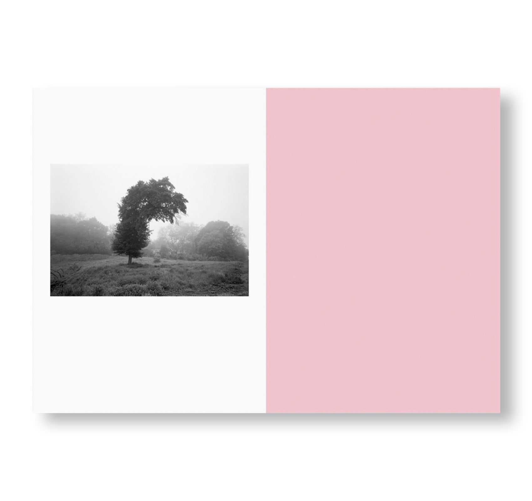 Bent Tree by Mark Steinmetz - Special Edition Picture Book #32 | Collectible Art Photography Book for Home Decor & Gift Giving