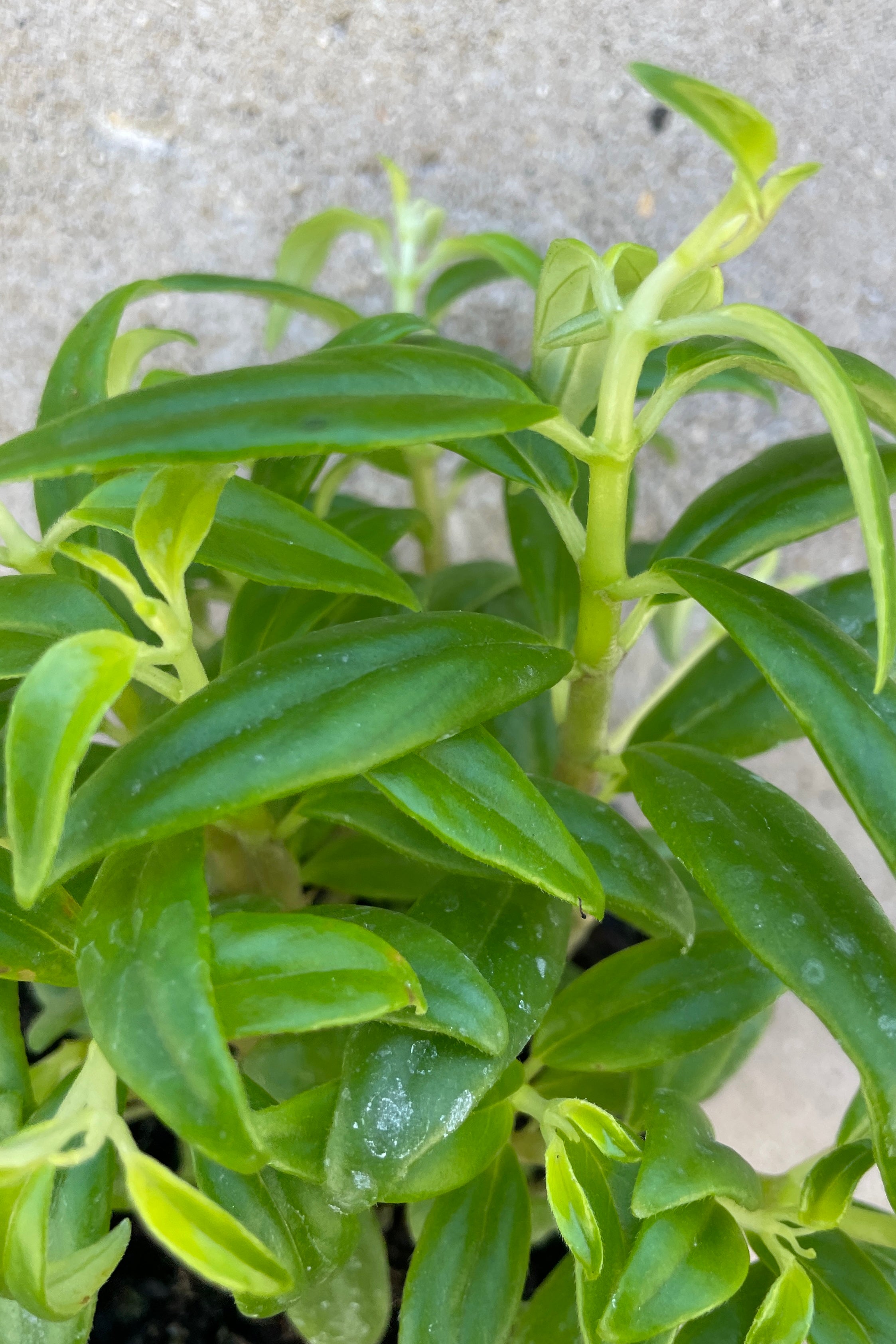 Columnea Flying Goldfish Plant - Live Houseplant with Unique Goldfish-Shaped Flowers for Indoor Home & Office Decor | Perfect for Hanging Baskets, Tabletops, and Bright Spaces
