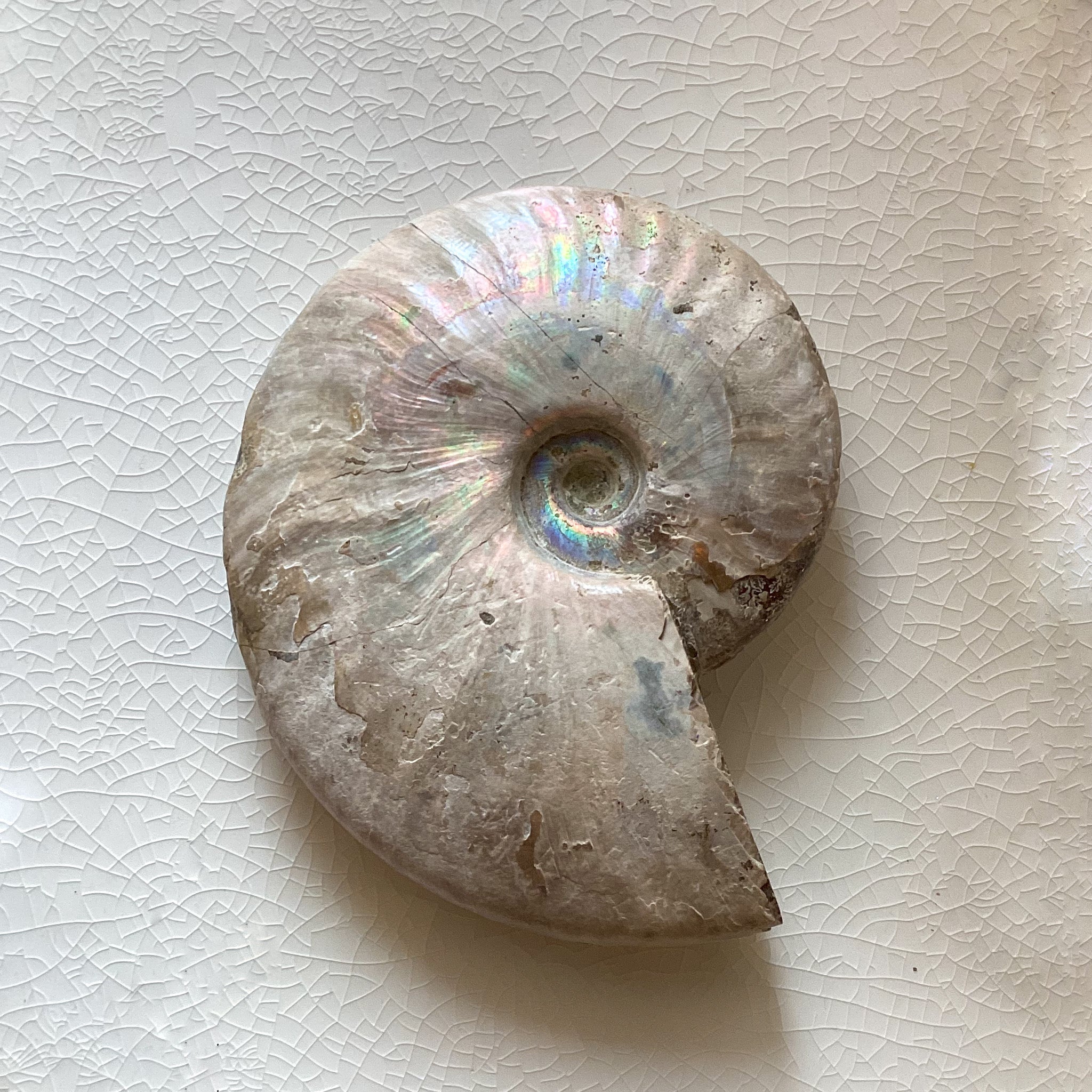 Natural Ammonite Iridescent Fossil Specimen - Authentic Prehistoric Shell for Home Decor, Jewelry Making & Fossil Collection