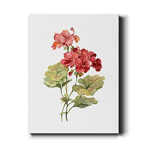 Scarlet Geranium