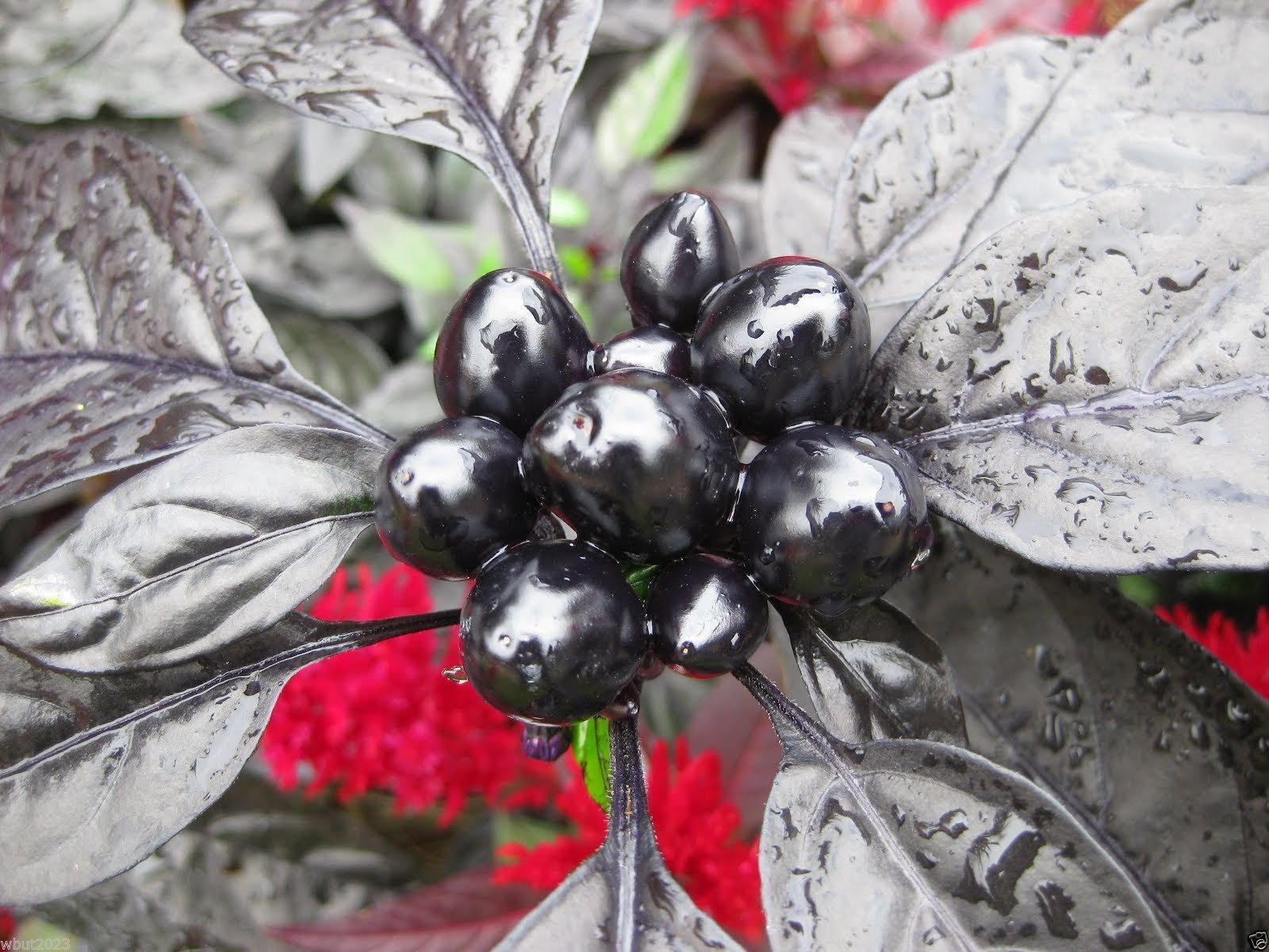 Black Pearl Ornamental Pepper Seeds (20 Count) - Unique Black-Leafed Pepper Plant for Home Garden & Landscaping - Perfect for Containers, Borders, and Decorative Displays