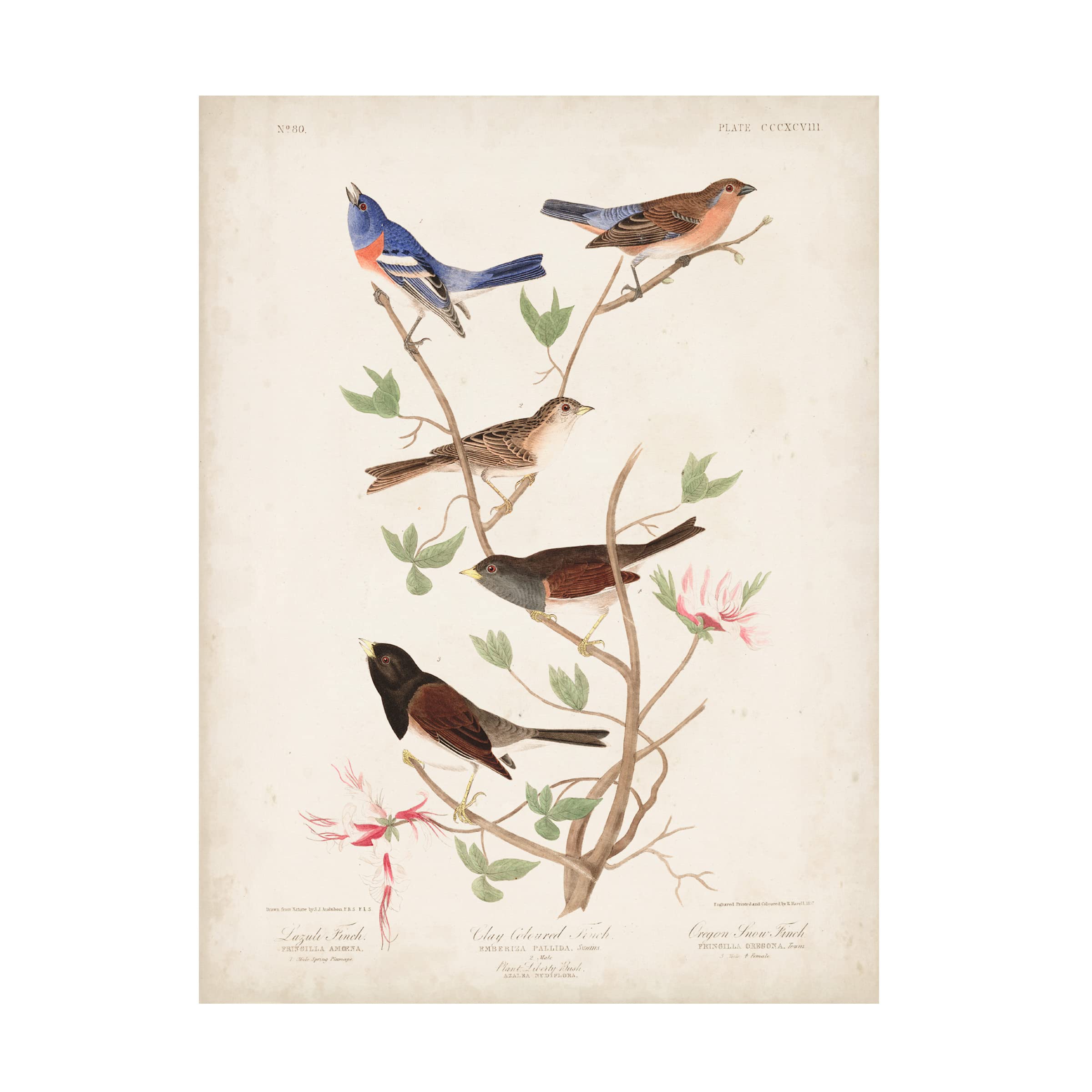 Trademark Fine Art 'Lazuli Finch' Canvas Wall Art by John James Audubon - 14x19 Inch Handmade Bird Painting - Perfect for Living Room, Bedroom & Office Decor