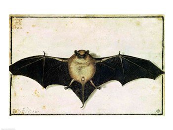 Albrecht Durer Bat 1522 Art Print Poster - 24x18 Inches - Gothic Home Decor, Wall Art for Living Room, Bedroom & Office