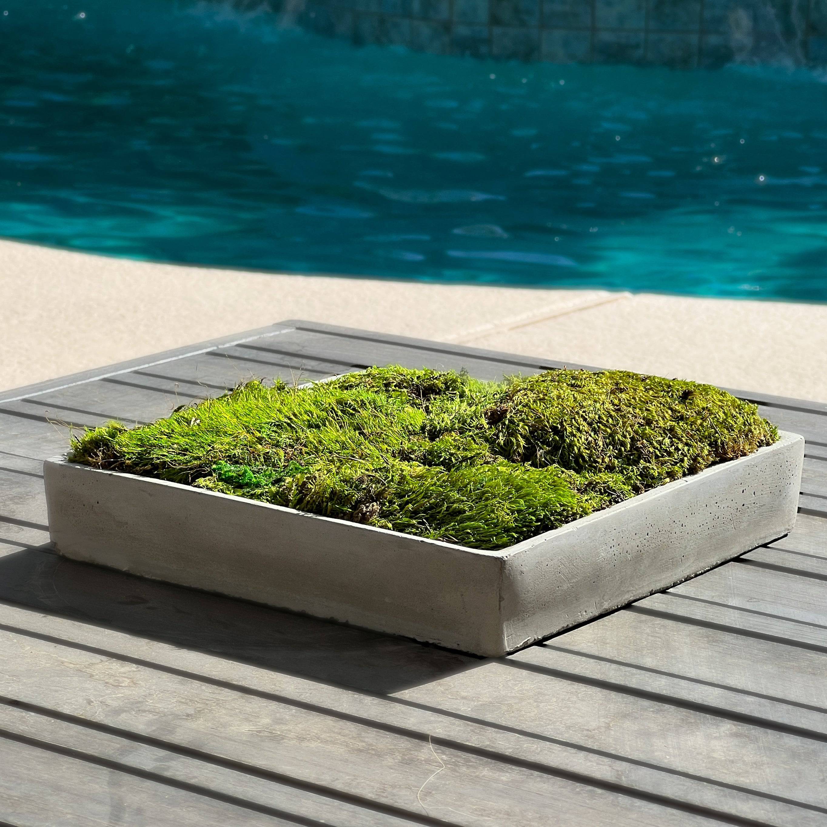 Premium Mood Moss Centerpiece for Home Decor - Natural Green Moss Decoration for Tables, Terrariums & Wedding Centerpieces