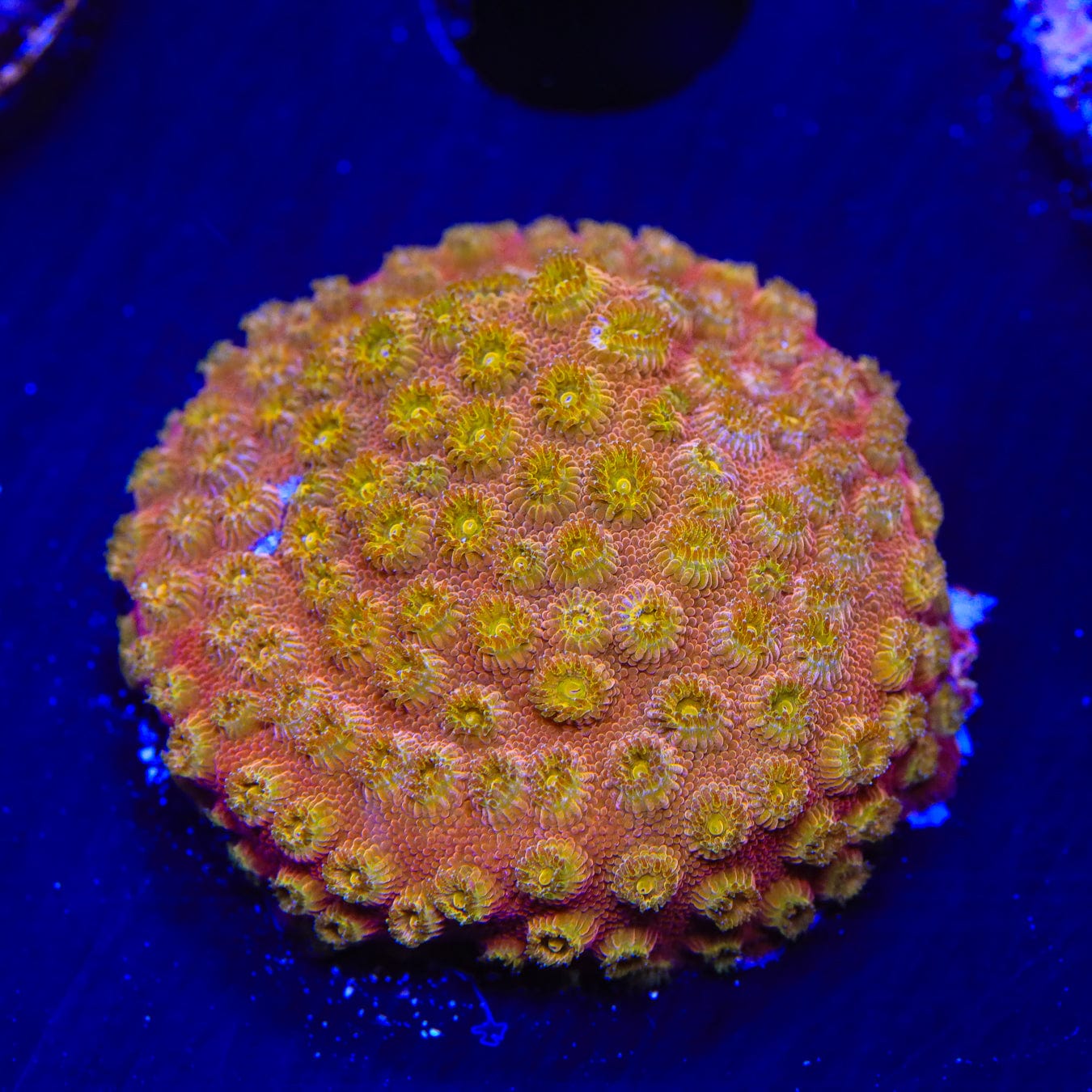 24K Gold Cyphastrea Coral - Premium Saltwater Aquarium Coral for Reef Tanks | Perfect for Marine Aquascaping & Coral Propagation
