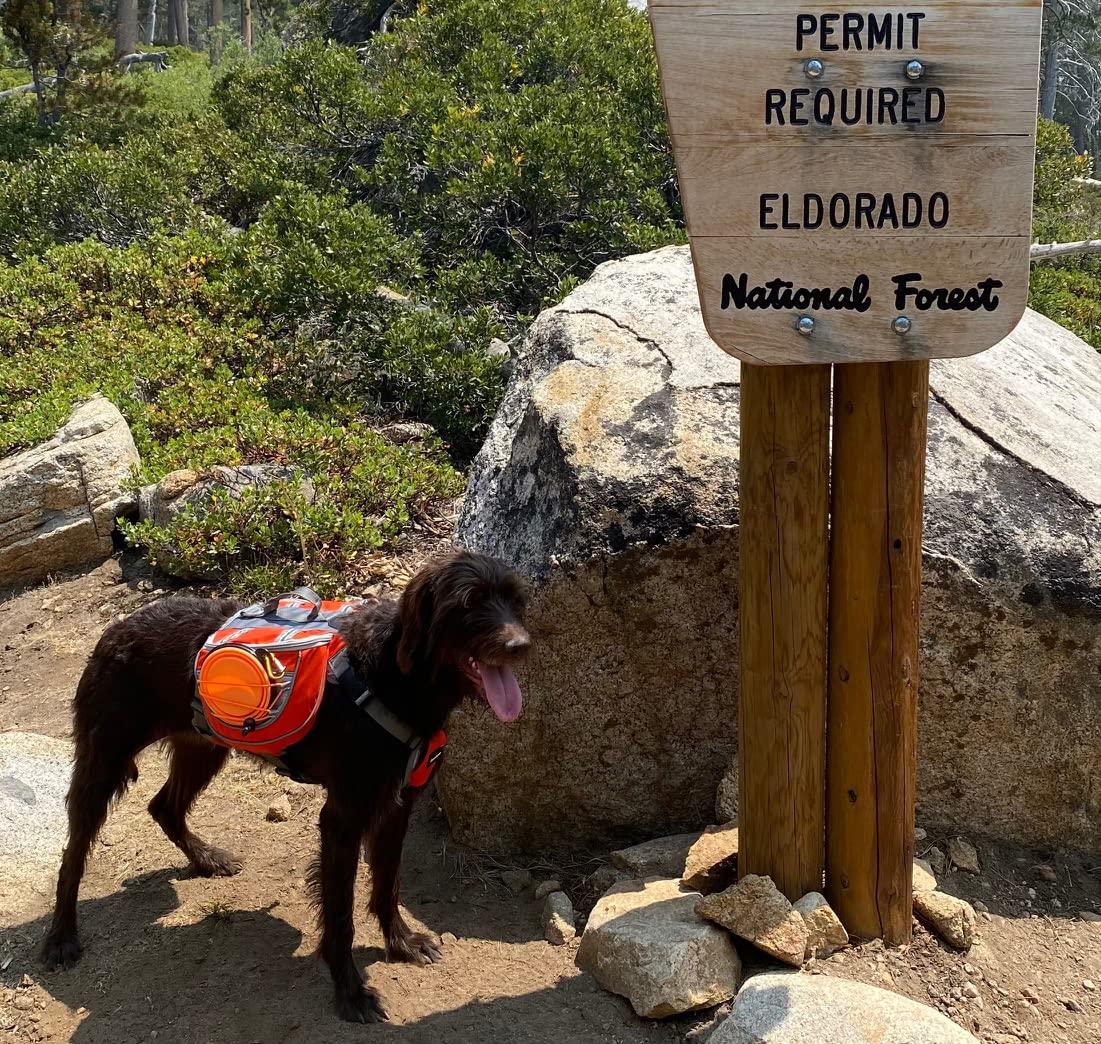 Durable Saddlebag Backpack & Harness Combo for Medium to Large Dogs (30-100+ lbs) - Reflective, Lightweight & Comfortable Dog Gear for Hiking, Camping & Travel - Includes 2 Collapsible Bowls (Large, Orange)