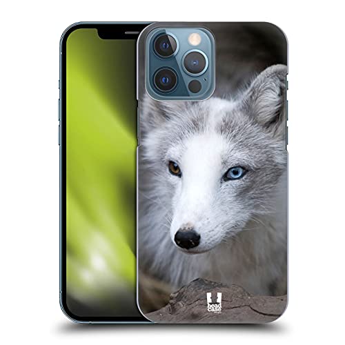 Coloured Eye Arctic Fox
