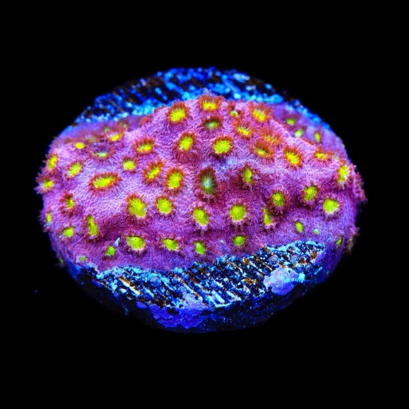 CB Bling Bling Cyphastrea Coral - Premium Saltwater Aquarium Coral for Reef Tanks | Perfect for Marine Aquascaping and Coral Propagation
