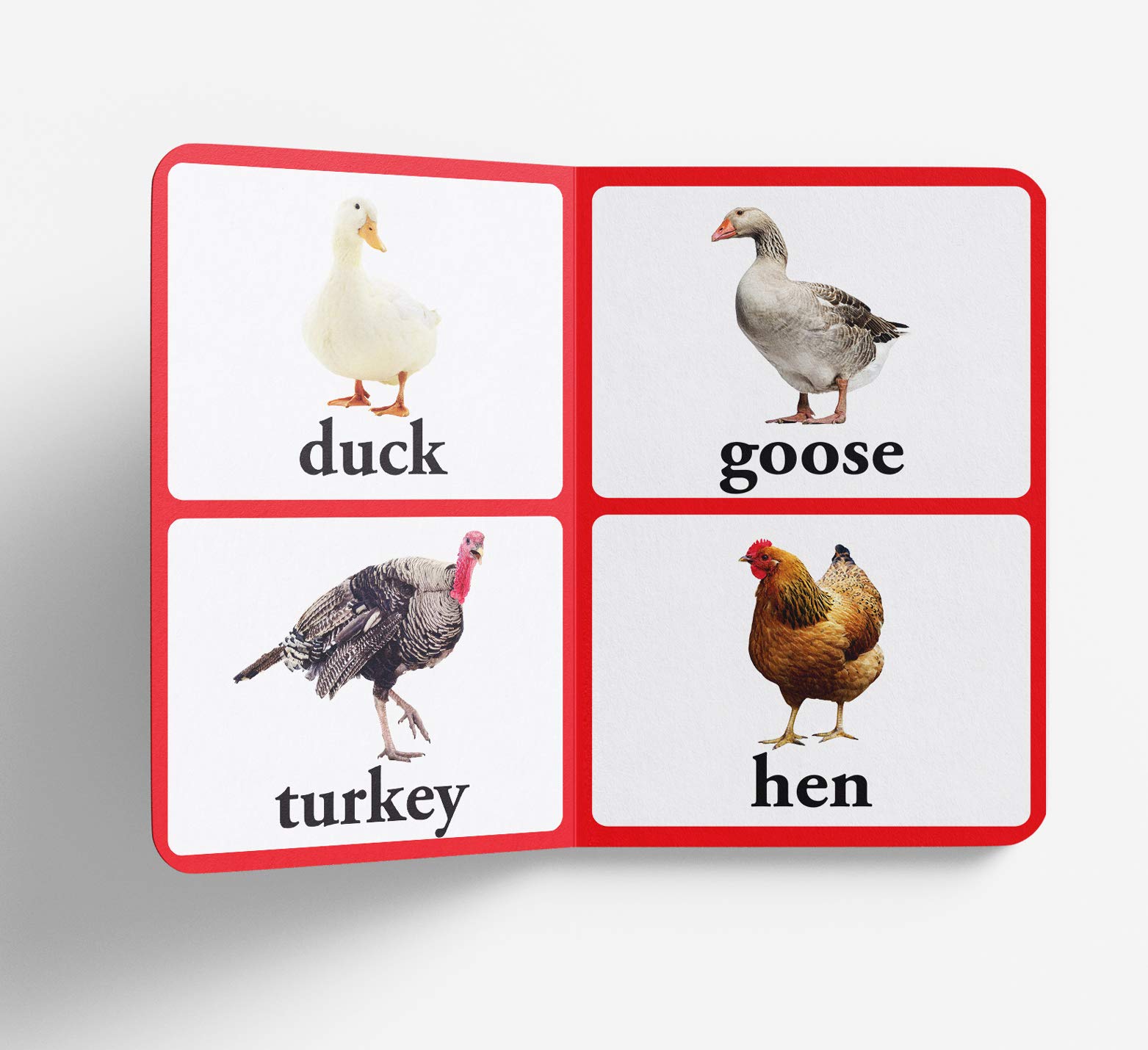Birds - Big Board Books for Toddlers & Babies | Durable Early Learning Picture Book for Kids | Perfect for Storytime, Gifts & Preschool Education