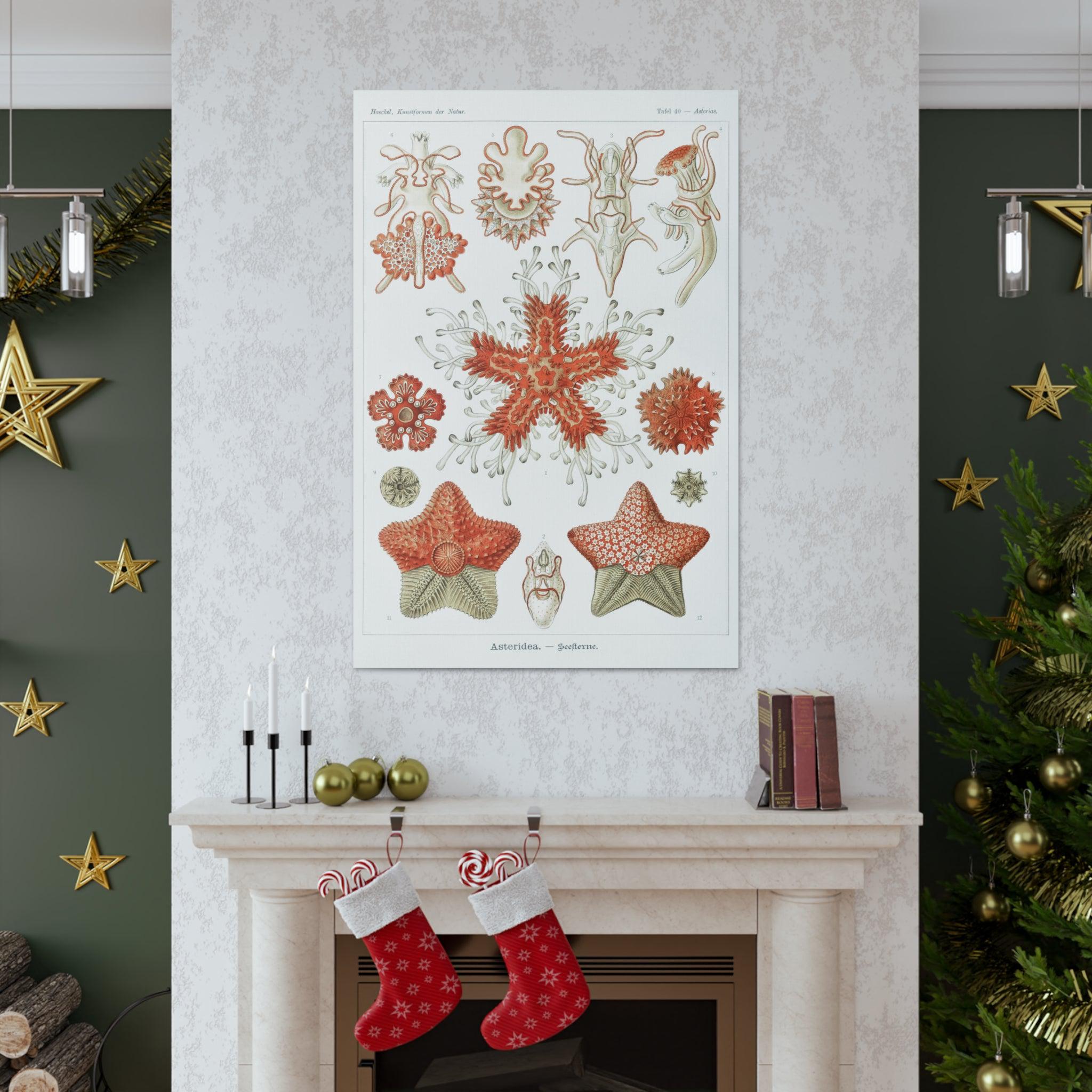 Ernst Haeckel Asteridea Seesterne Starfish Art Print - Premium Canvas Wall Decor for Living Room, Bedroom & Office