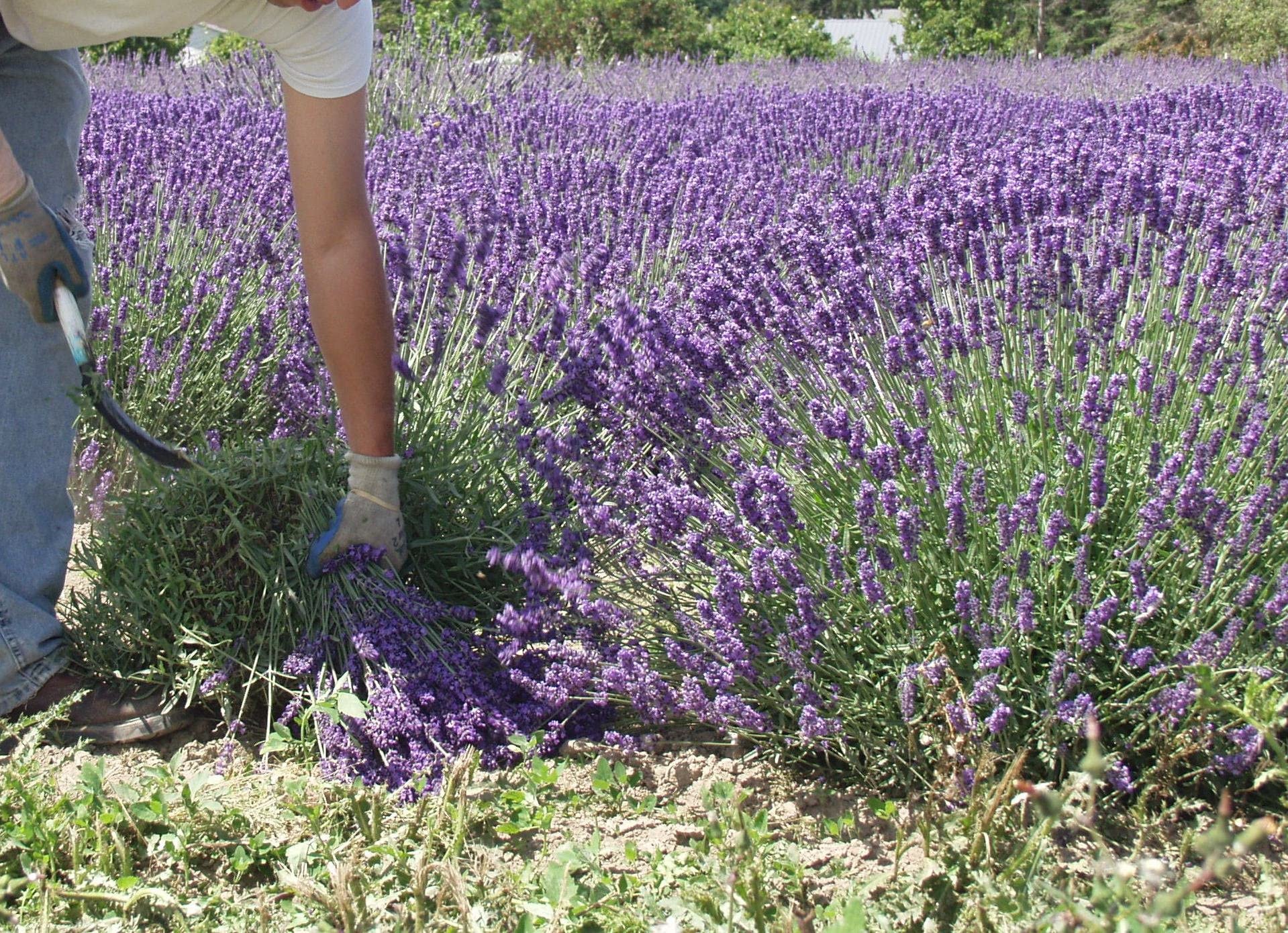 Findlavender 100% Natural Dried Lavender Bundles (14