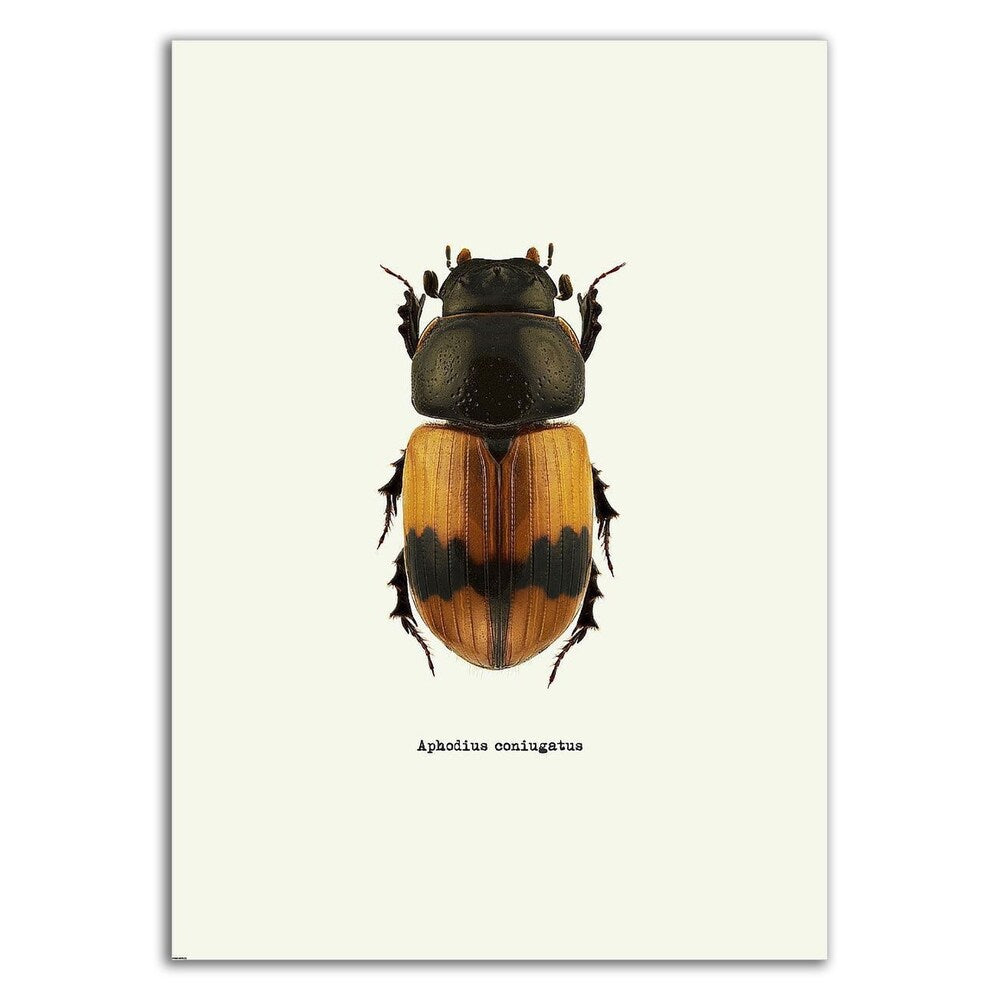 Beetle Orange by GraphINC - Premium Canvas Wall Art Print, Ready to Hang - Perfect for Living Room, Bedroom & Office Decor