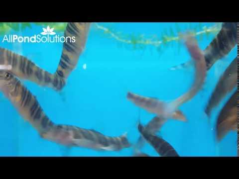 Zebra Loach (Botia striata) - Freshwater Aquarium Fish for Community Tanks - Perfect for Planted Tanks & Peaceful Fish Communities