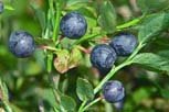 Organic Bilberry Fruit Powder 16oz (1 Pound) - Antioxidant-Rich Superfood for Smoothies, Baking & Natural Skincare