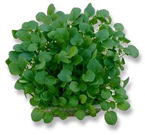 Creasy Greens Southern Heirloom Seeds - 500 Non-GMO Seeds for Home Gardening, Cooking & Southern Cuisine | Perfect for Salads, Soups & Traditional Dishes