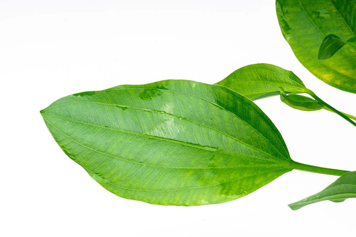Echinodorus Argentinensis - Live Aquarium Plant for Freshwater Fish Tanks | Easy Care Aquatic Plant for Home & Office Aquascaping | Perfect for Beginners & Planted Tanks