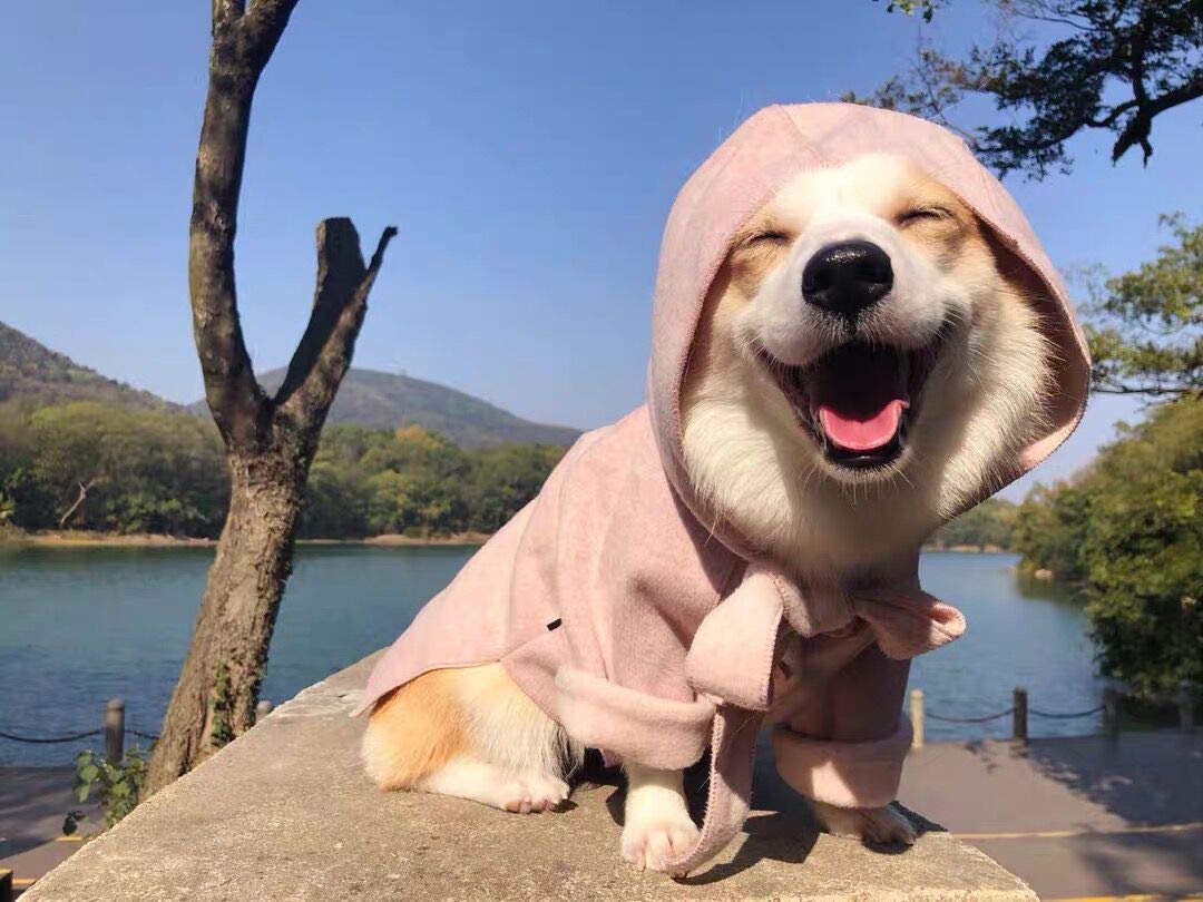 Small Dog Winter Coat - Warm Hooded Jacket & Snowsuit for Small to Medium Dogs | Windproof Puppy Apparel for Cold Weather - Pink Size Small | Perfect for Outdoor Walks & Winter Adventures