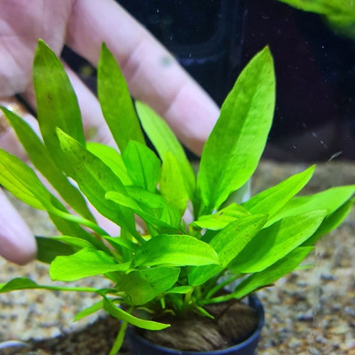 TCulture Echinodorus Ozelot Narrow Mini Live Aquarium Plant (Potted) - Perfect for Aquascaping, Fish Tanks & Aquatic Gardens
