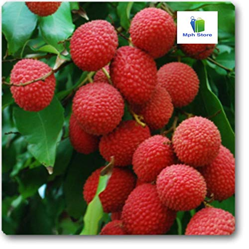 Buy Mphmi Nursery Litchi Plant (Grown from Seeds) - Fresh Tropical Fruit Tree for Home Garden, Backyard Orchard & Landscaping