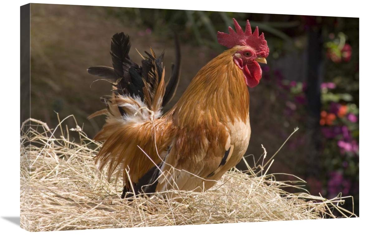 Japanese Bantam Rooster Canvas Wall Art - 30x20 Inch Country Chicken Farmhouse Decor - Perfect for Kitchen, Living Room & Bedroom