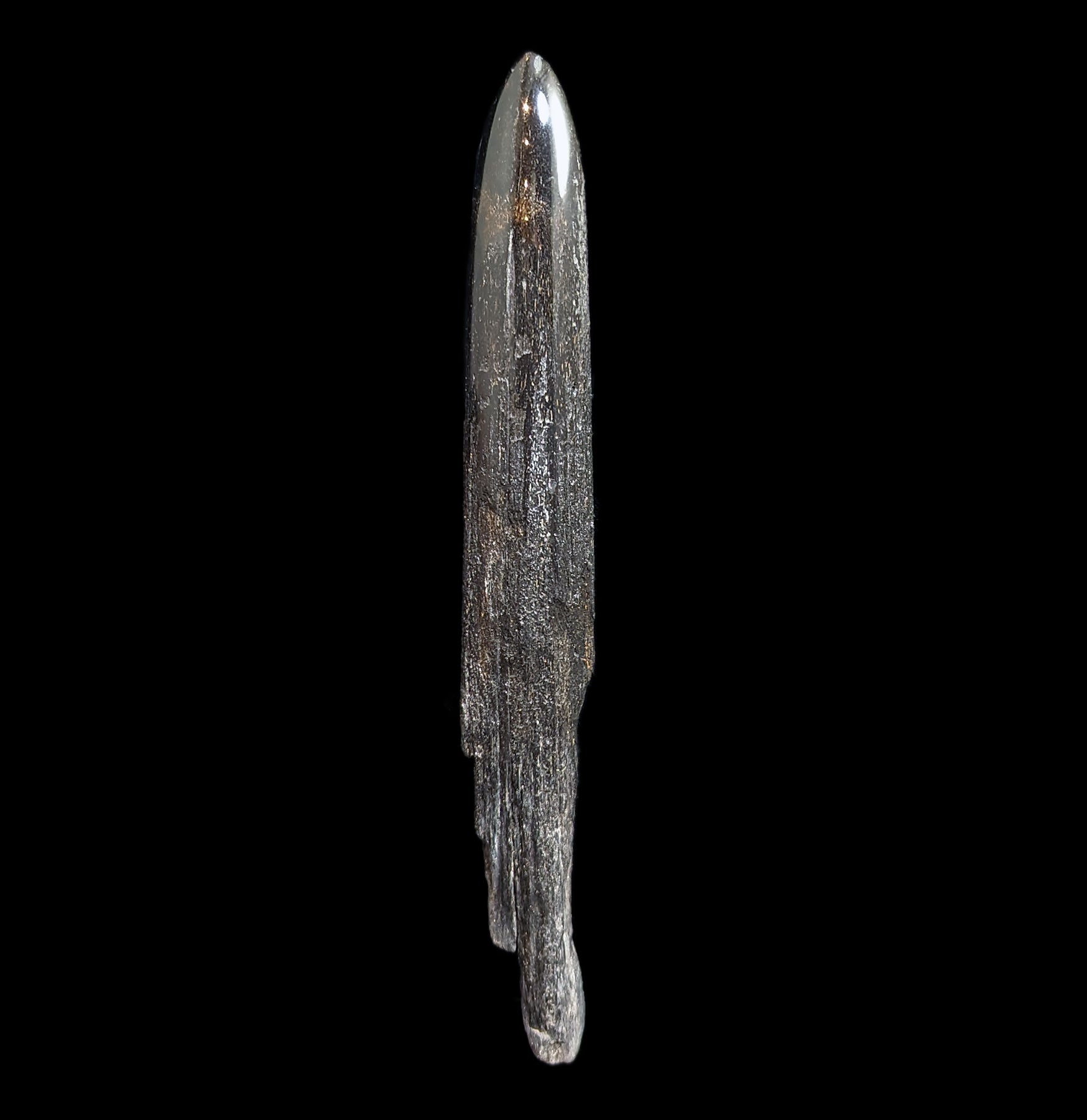 Authentic Fossilized Swordfish Rostrum Specimen #6 - Rare Marine Fossil Collectible for Home Decor & Educational Display