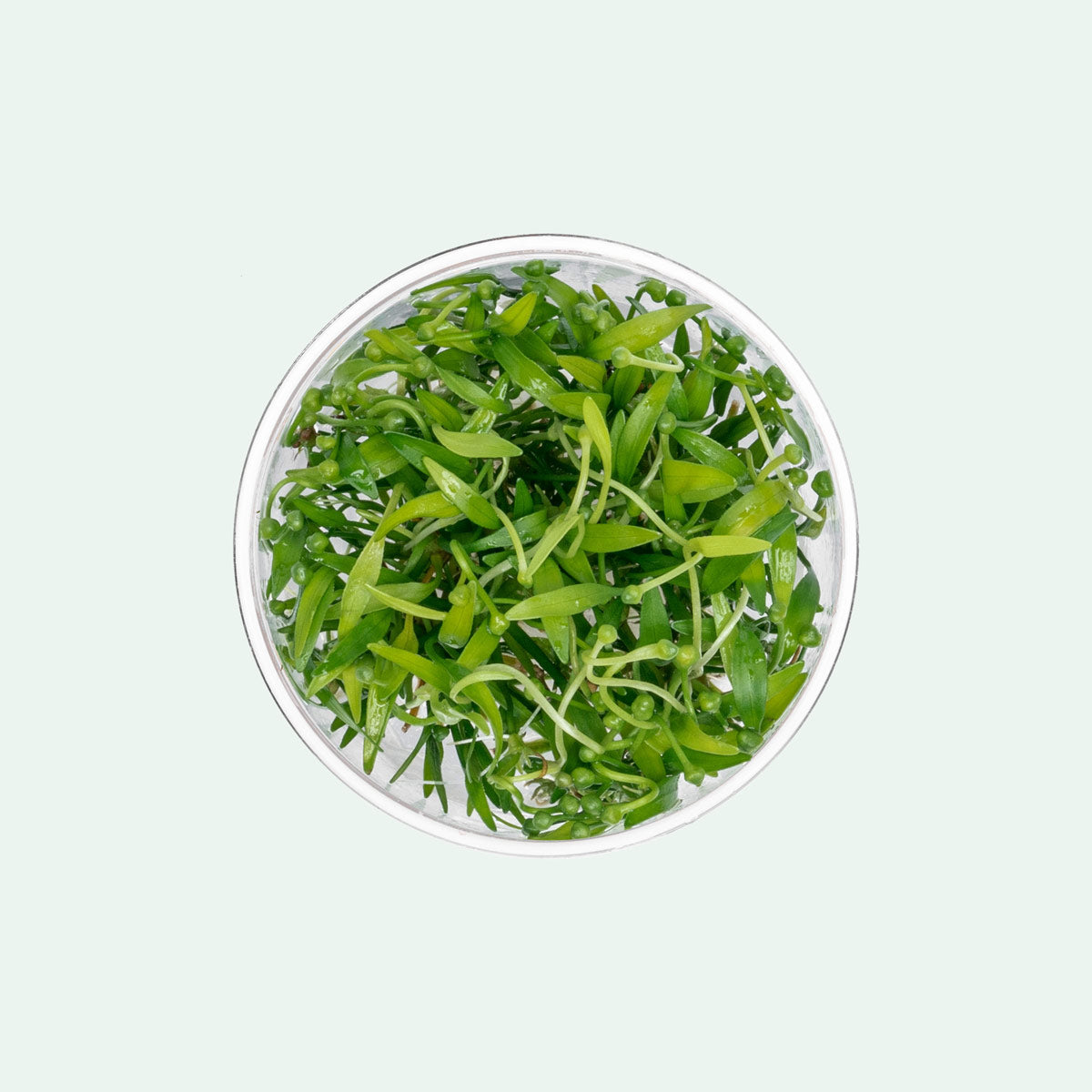 Helanthium Tenellus Broad Leaf Aquatic Plant - Live Freshwater Aquarium Carpeting Plant for Fish Tanks, Shrimp Tanks & Aquascaping (Easy Care, Fast Growing)