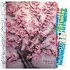 Cherry Blossom