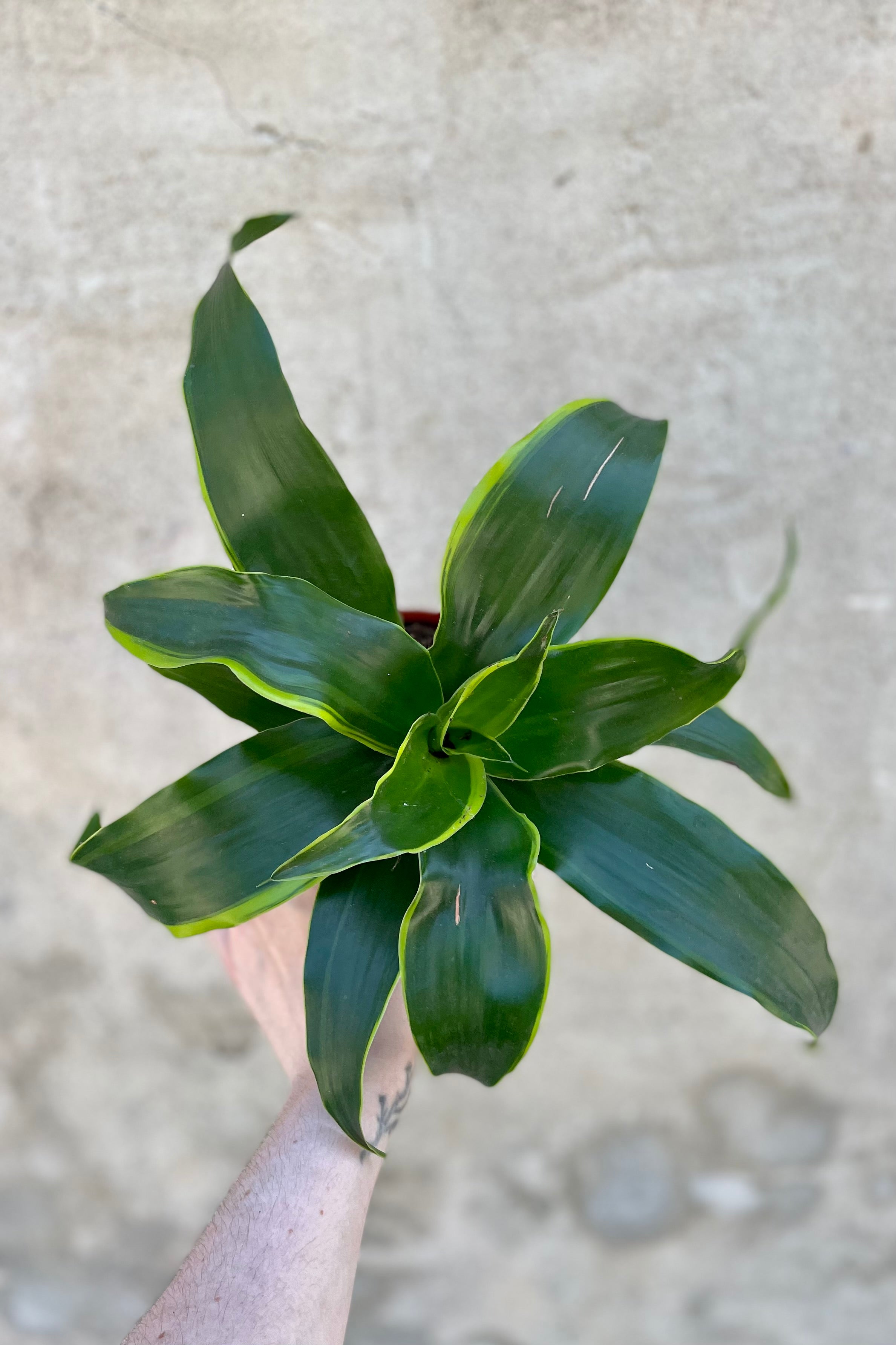Dracaena deremensis 'Dorado' 4