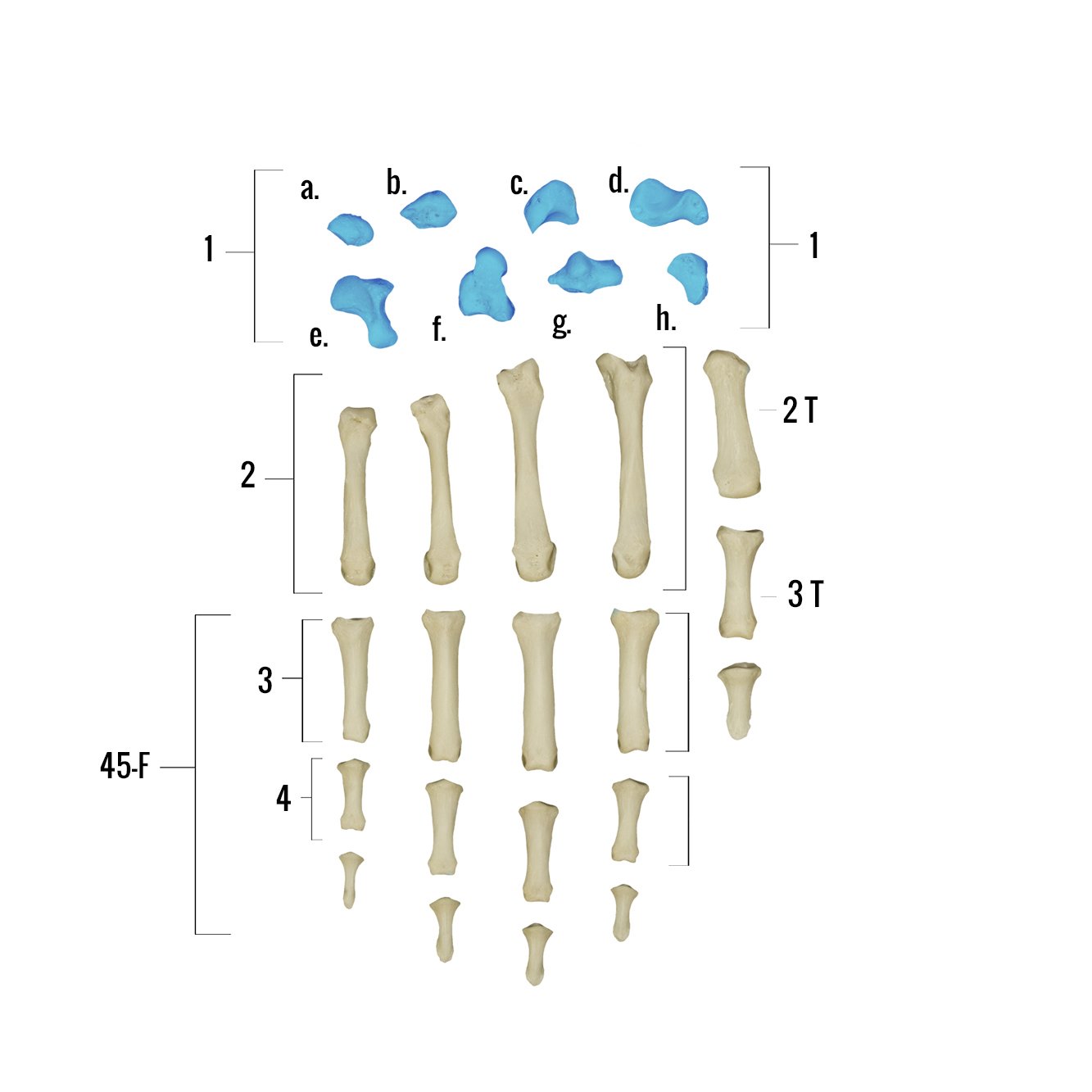 Real Human Hand Skeleton Model - Anatomically Accurate Single Bone Structure for Medical Study, Halloween Decor & Science Education