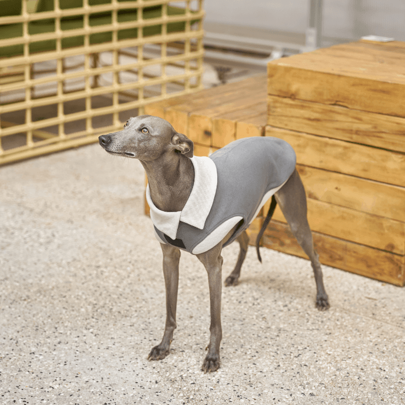 Graphite Asymmetric Collar Tank Top for Women - Trendy Sleeveless Casual Shirt for Summer Outfits & Layering