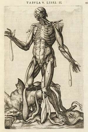 Male Anatomy Figure with Muscles and Skeleton - Andreas Vesalius Inspired Medical Model for Students, Doctors & Artists | Perfect for Medical Education, Art Reference & Biology Study