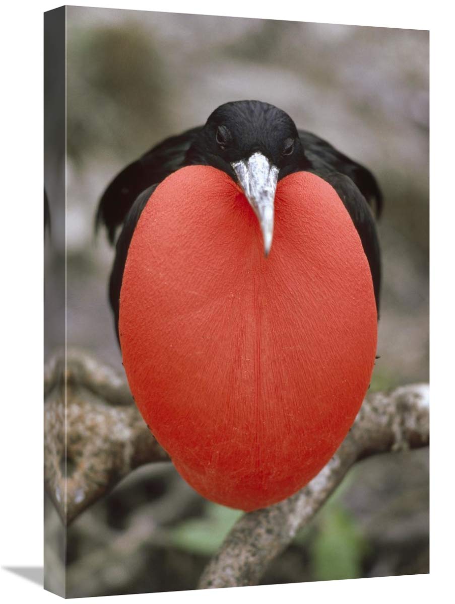 16x24 Inch Great Frigatebird Male in Courtship Display - Galapagos Islands Ecuador Wildlife Art Print by Tui De Roy | Perfect for Home Decor, Office Wall Art & Nature Lover Gifts