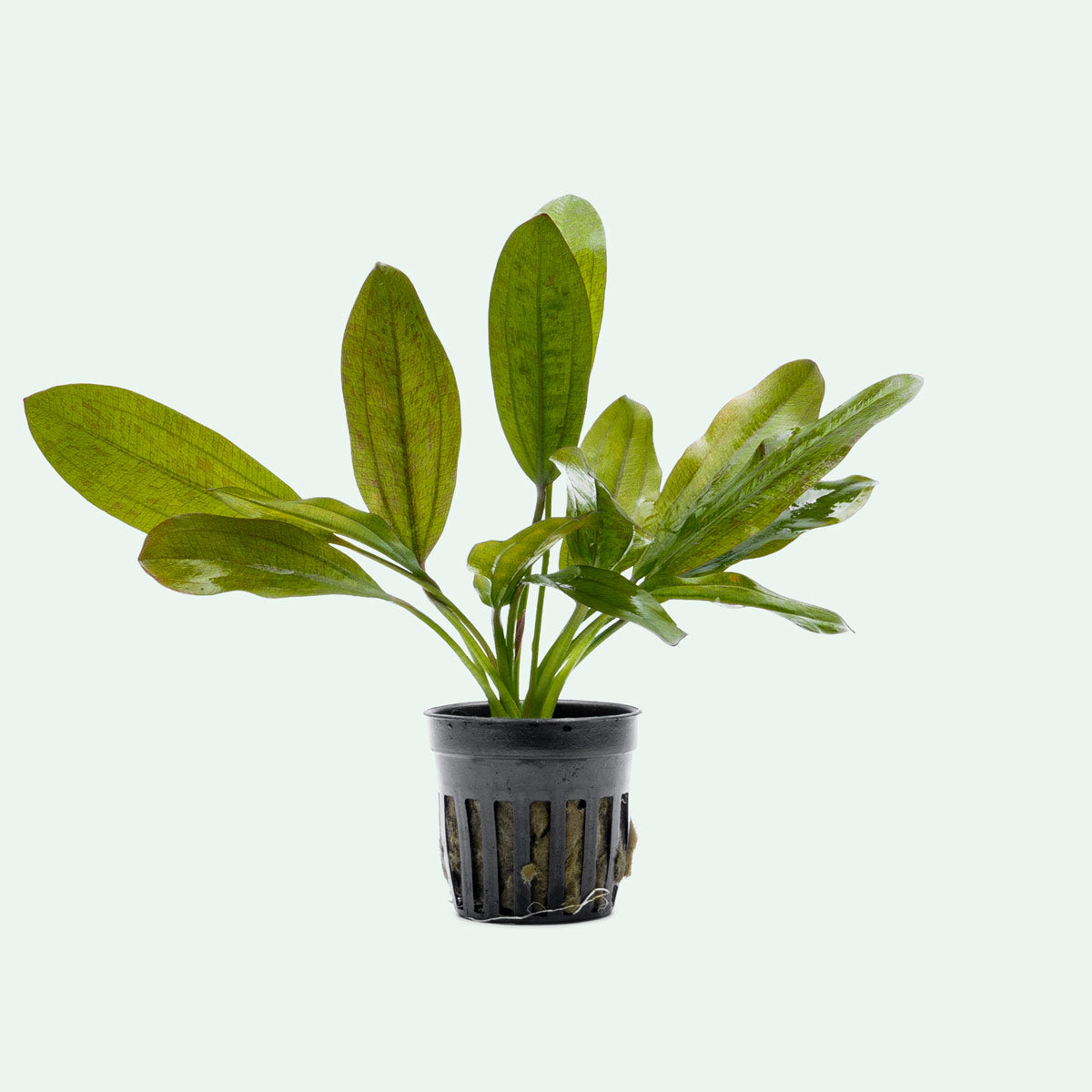 Echinodorus Leopard Live Aquarium Plant - Low Light Aquatic Plant for Fish Tanks, Ponds & Terrariums | Perfect for Beginners & Aquascaping