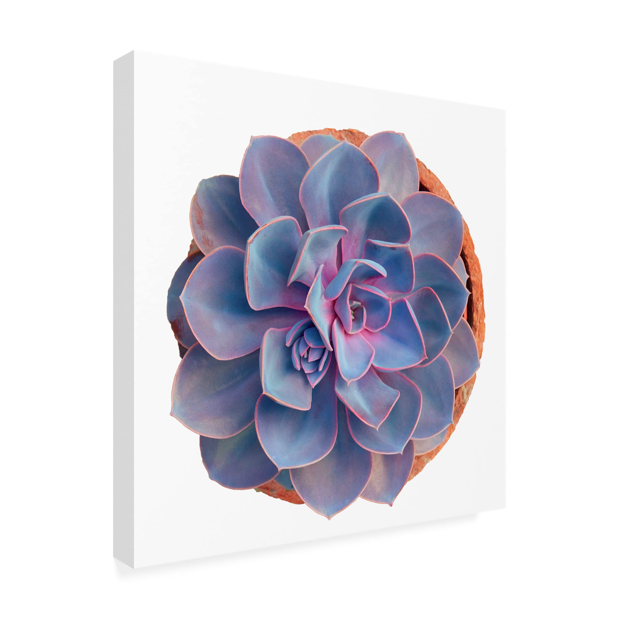 Trademark Fine Art 'Succulent Cut Out 14' Canvas Art by Cora Niele - Modern Botanical Wall Decor for Living Room, Bedroom & Office