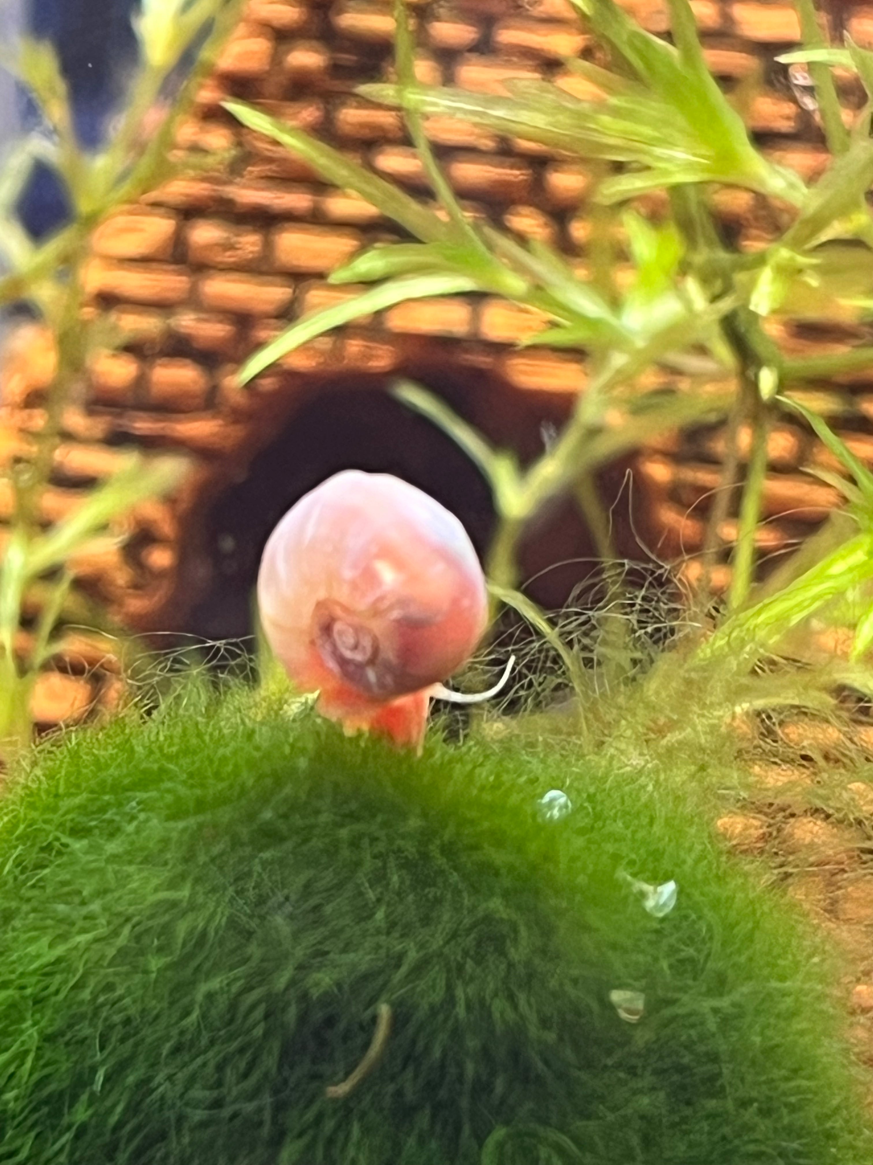 7 Live Ramshorn Snails for Aquarium – Natural Algae Eaters & Tank Cleaners | Freshwater Snails for Fish Tank | Low Maintenance Aquatic Pets | Perfect for Planted Tanks & Nano Aquariums