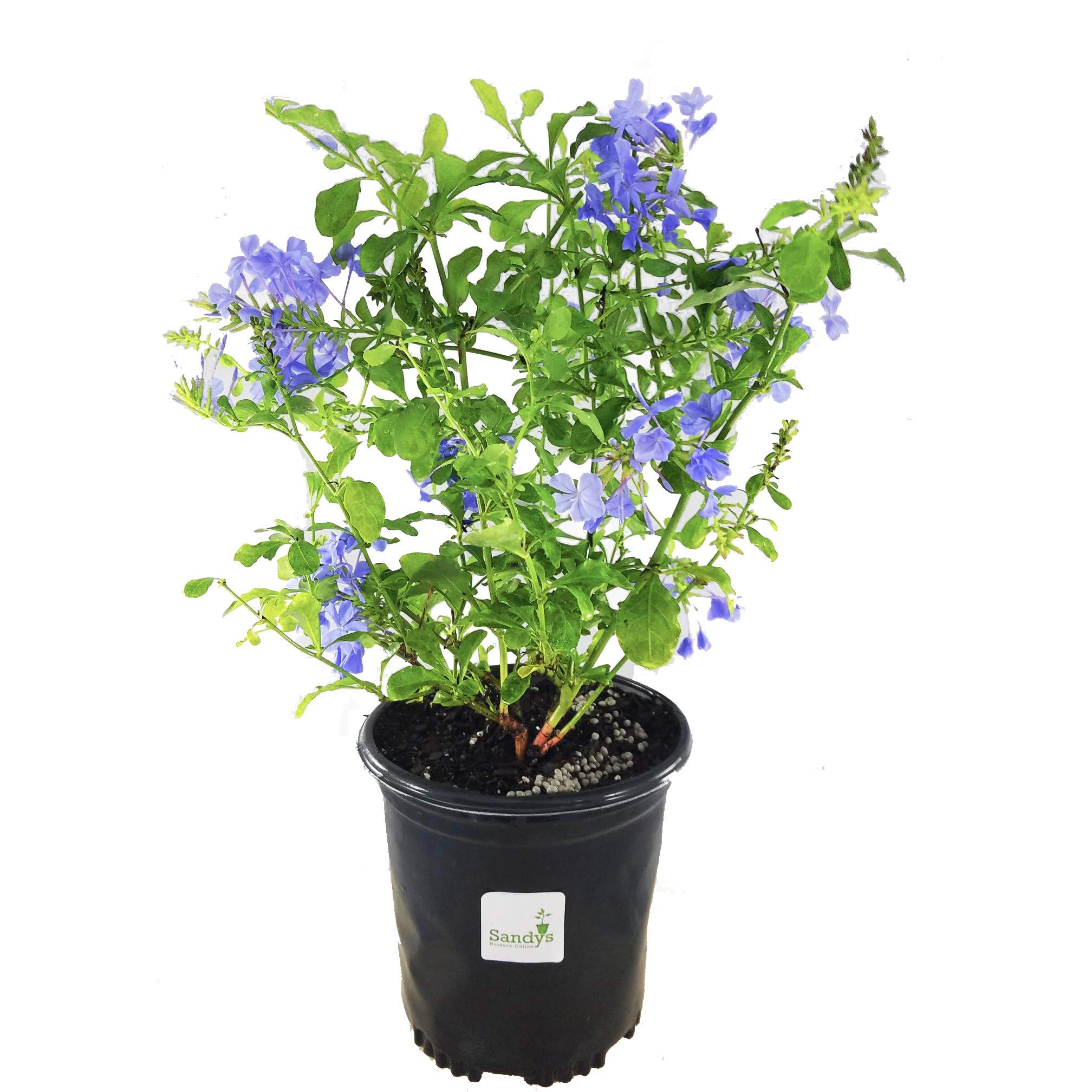 Plumbago Auriculata Perennial Shrub - Imperial Blue Flowering Plant in 1 Gallon Pot | Drought-Tolerant Landscape & Container Gardening