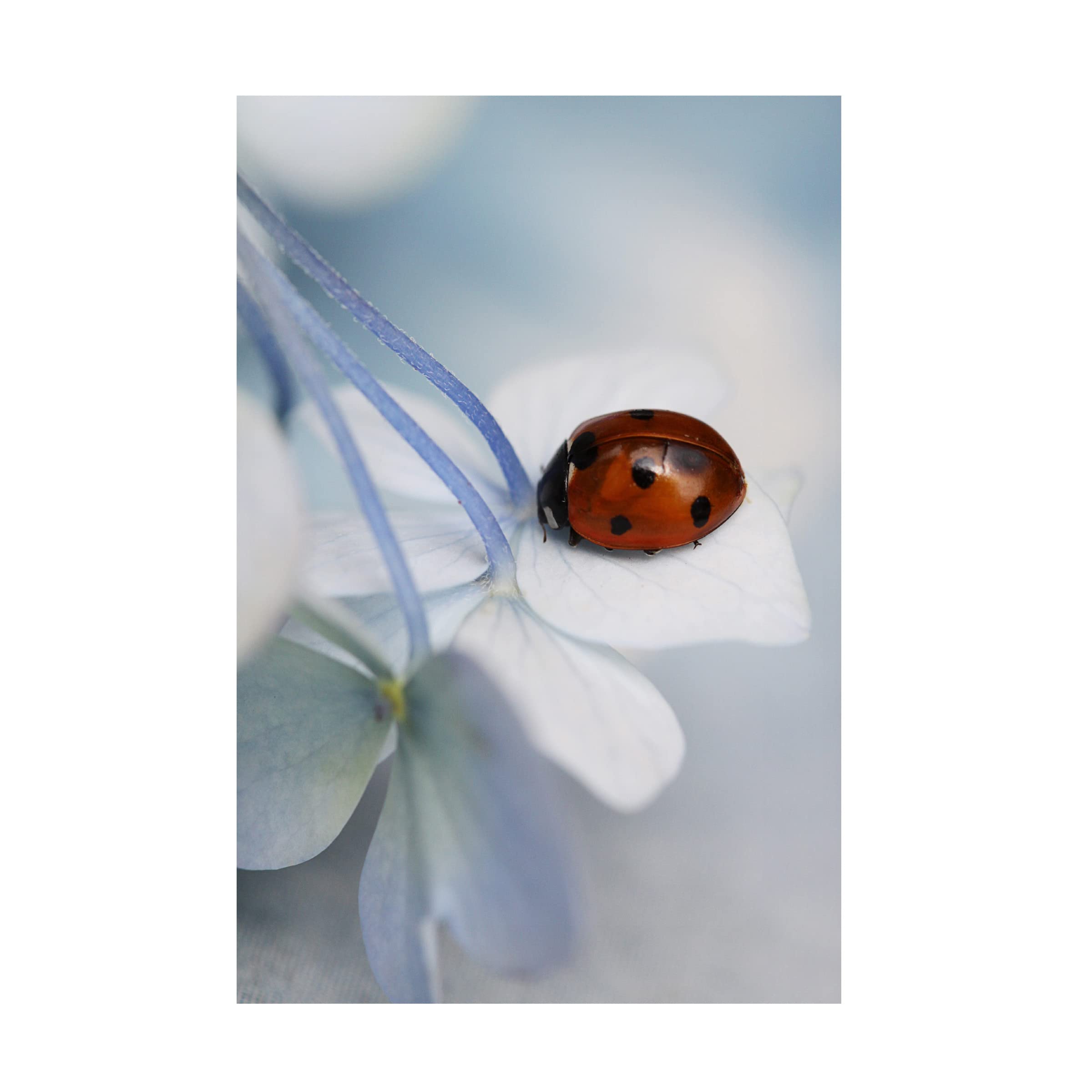 Trademark Fine Art 'Ladybug' Canvas Wall Art by Ellen Van Deelen - Vibrant Home Decor for Living Room, Bedroom & Office