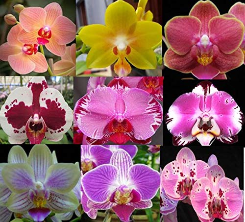 4 Live Phalaenopsis Orchid Plants with Heat Pack - Choose Your Colors - Perfect for Home Decor, Gifts & Office Spaces