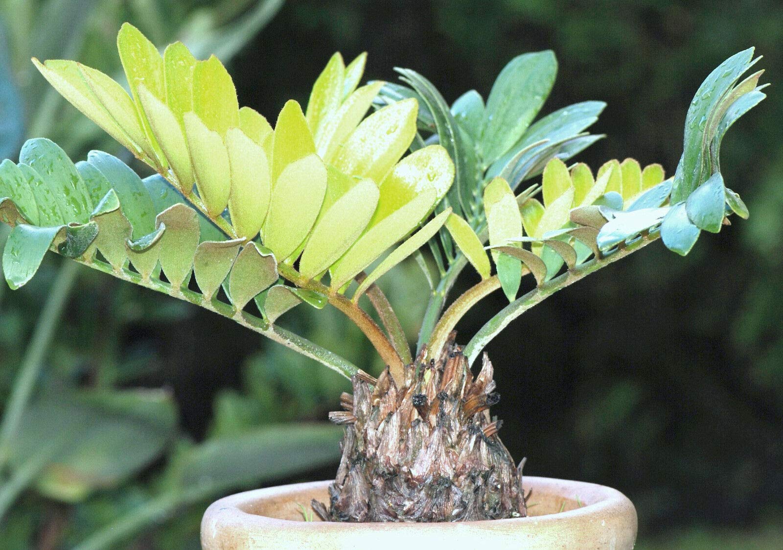 Cardboard Palm (Zamia Furfuracea) - Mexican Cycad Sago Plant Tree Seeds (100 Count) for Landscaping, Indoor Decor & Tropical Gardens