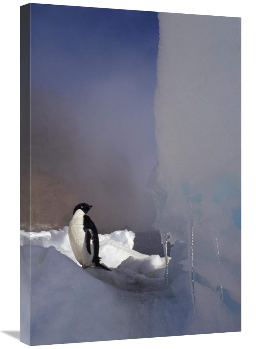 20 x 30 in. Adelie Penguin on Sea Ice Art Print - Antarctica Wildlife Photography by Tui De Roy - Perfect for Home Decor, Office Wall Art & Gift for Nature Lovers